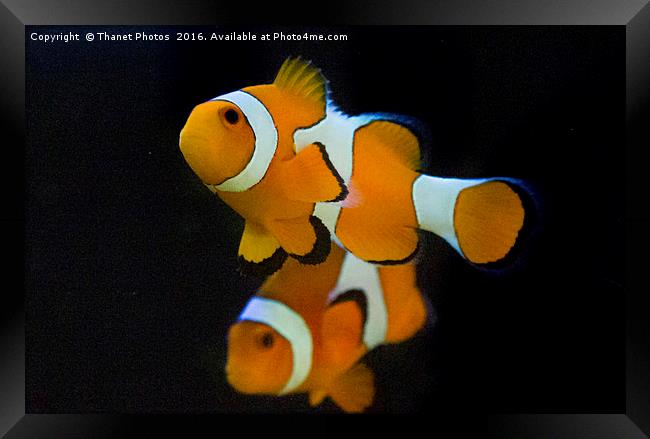 Clown fish Framed Print by Thanet Photos