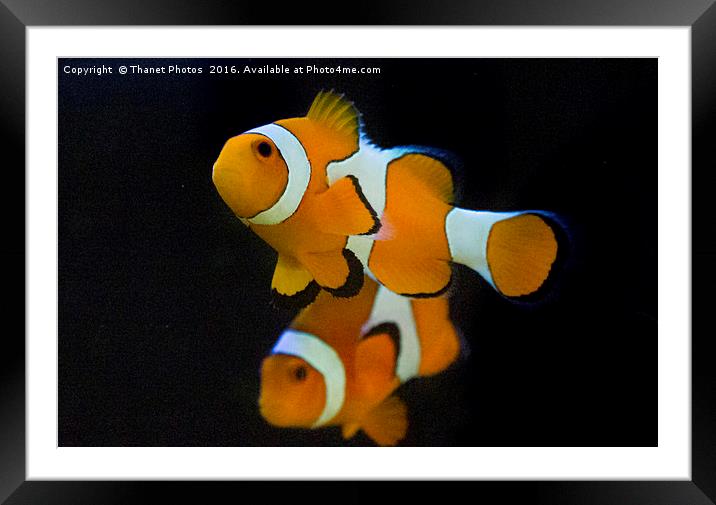 Clown fish Framed Mounted Print by Thanet Photos