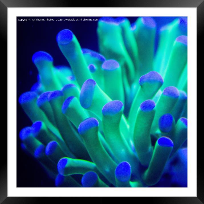Coral Framed Mounted Print by Thanet Photos