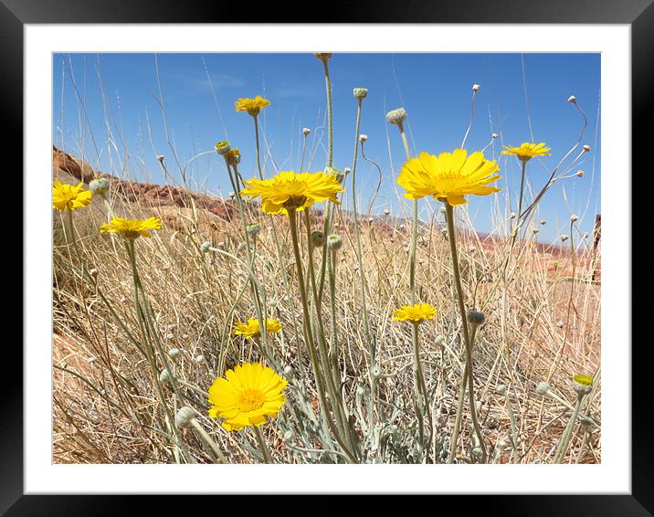 Yellow flowers Framed Mounted Print by Lois Eley