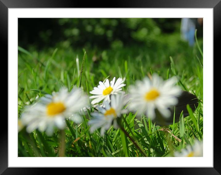 Daisies Framed Mounted Print by Lois Eley