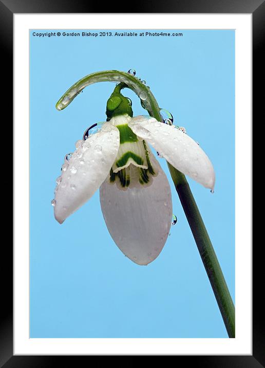 Early morning Snowdrop Framed Mounted Print by Gordon Bishop