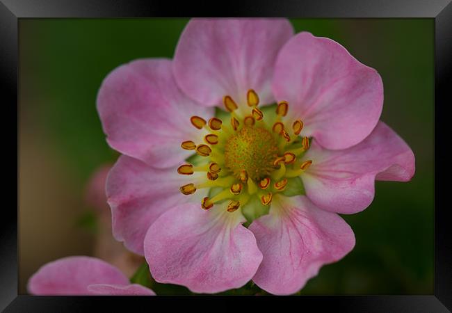 Strawberry flower Framed Print by Gordon Bishop