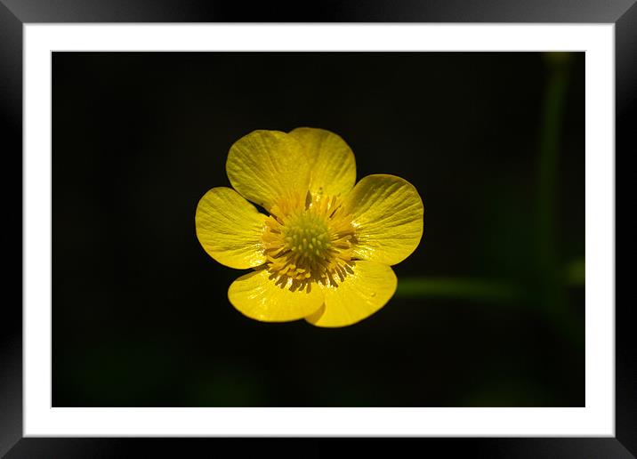 Buttercup Framed Mounted Print by Gordon Bishop