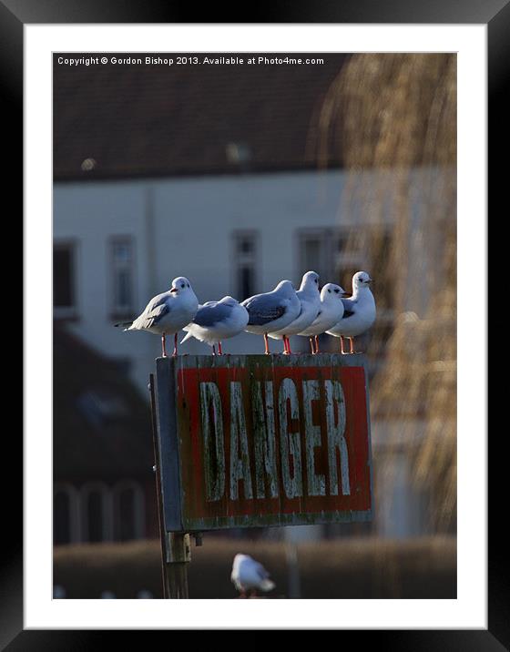 Danger Seagulls Framed Mounted Print by Gordon Bishop