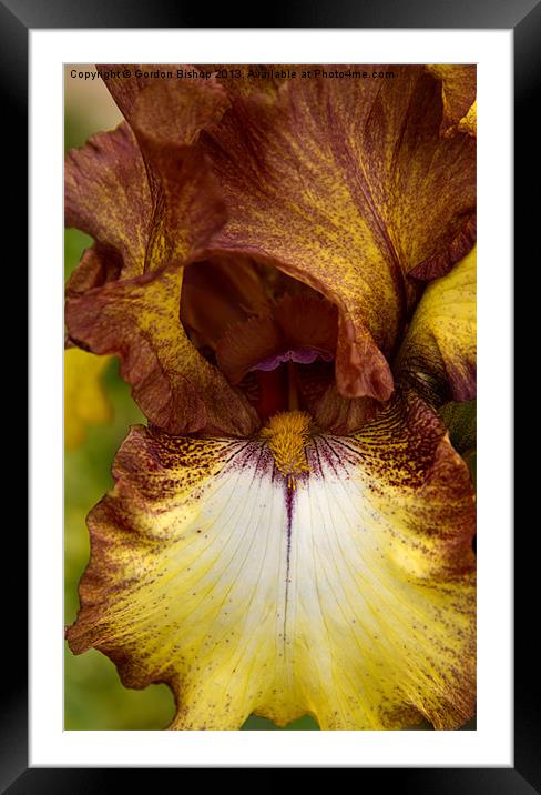 Iris Framed Mounted Print by Gordon Bishop