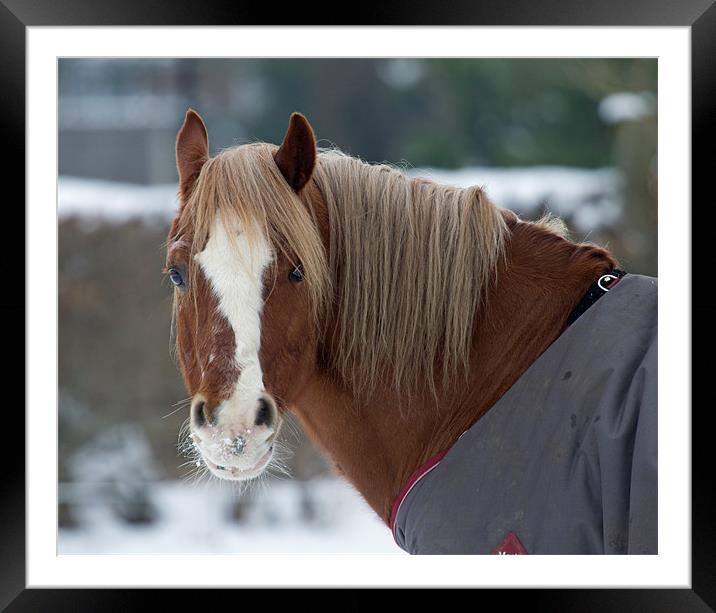 cold horse Framed Mounted Print by Gordon Bishop