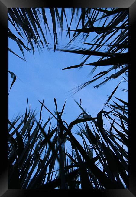 Laying down looking up Framed Print by Gordon Bishop