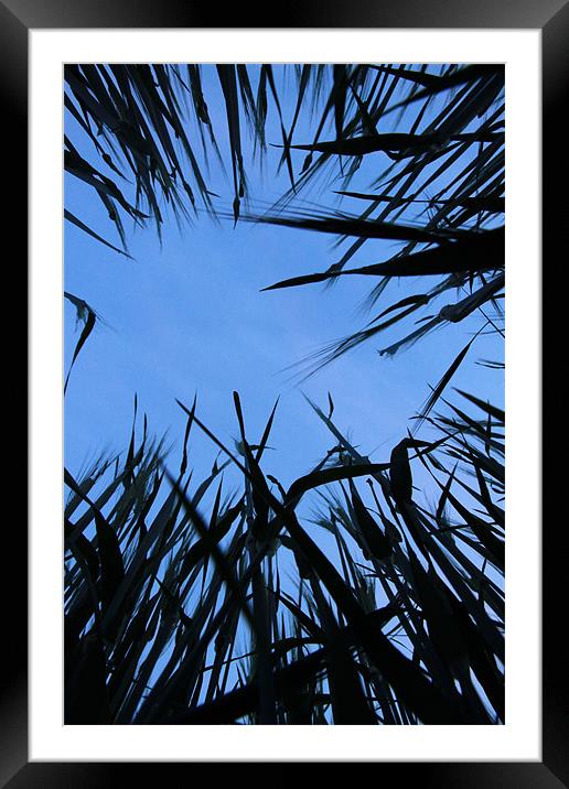 Laying down looking up Framed Mounted Print by Gordon Bishop