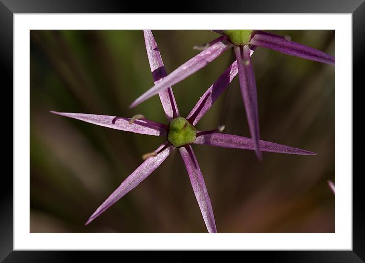 Alium Framed Mounted Print by Gordon Bishop