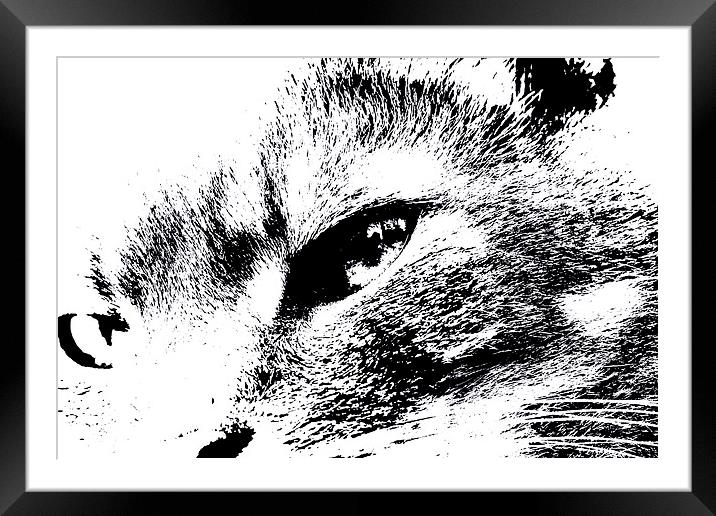 Cats eye view Framed Mounted Print by Gordon Bishop