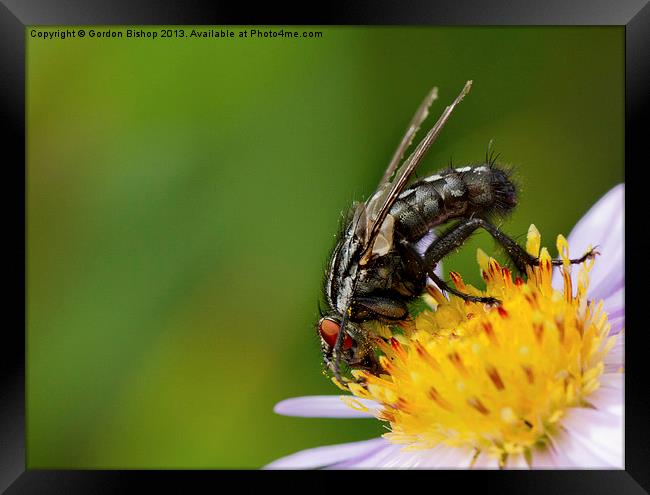 Horsefly Framed Print by Gordon Bishop