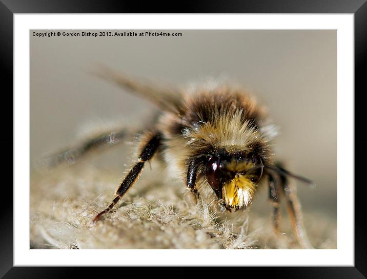 Bee have Framed Mounted Print by Gordon Bishop