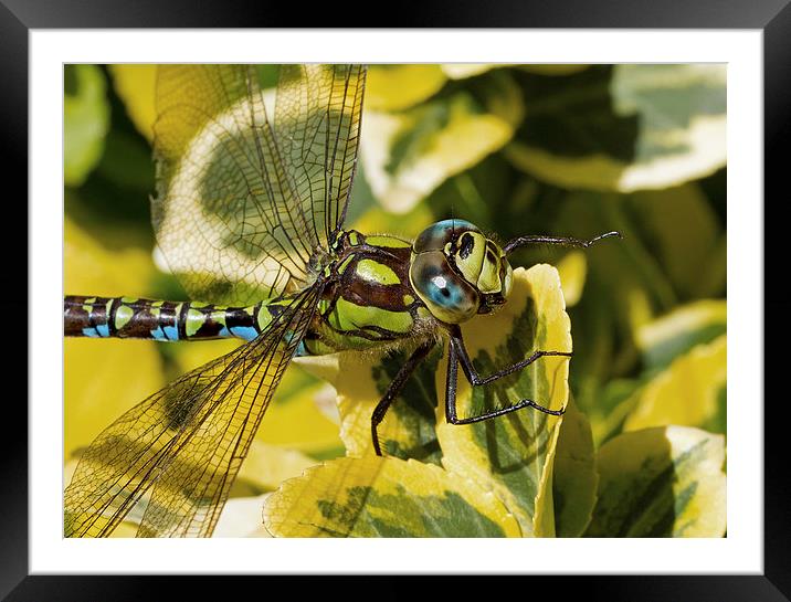 Dragonfly Framed Mounted Print by Gordon Bishop