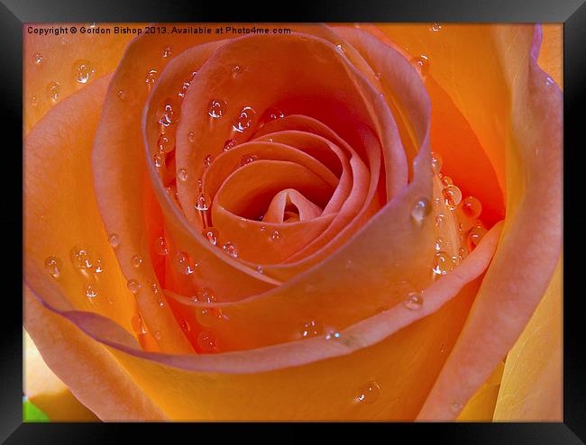 Orange Rose Framed Print by Gordon Bishop