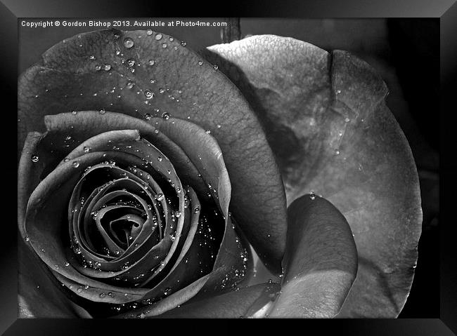 Black & white Rose Framed Print by Gordon Bishop