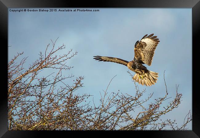  Buzzardlanding Framed Print by Gordon Bishop