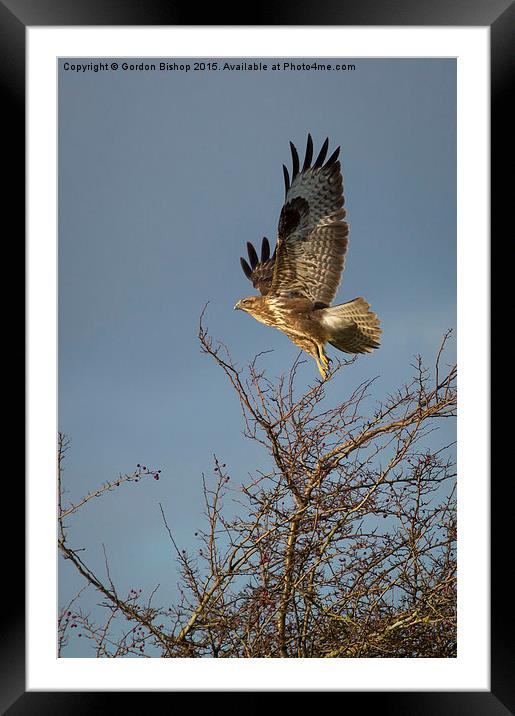  Buzzard take off Framed Mounted Print by Gordon Bishop