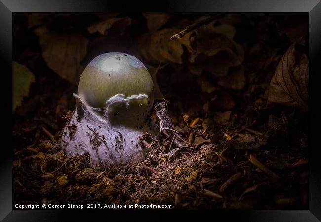 Grow a Mushroom  Framed Print by Gordon Bishop