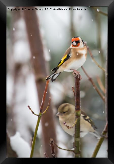Goldfinch on a snow day Framed Print by Gordon Bishop