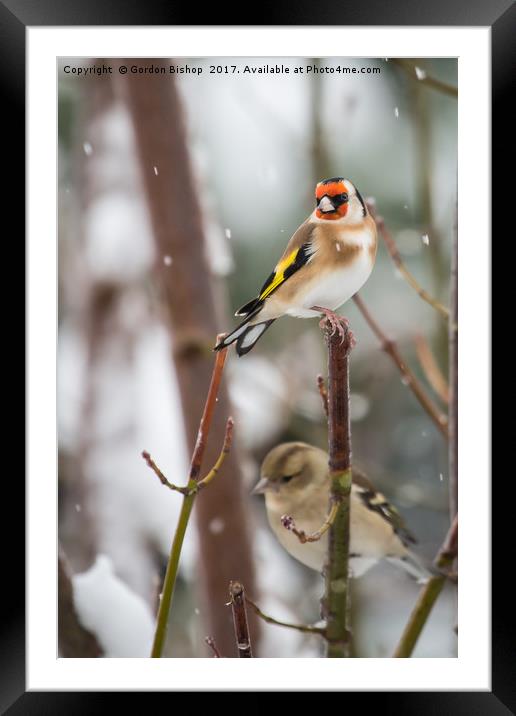 Goldfinch on a snow day Framed Mounted Print by Gordon Bishop