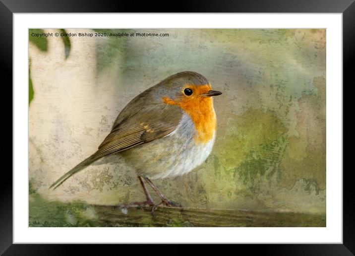 Grunge Robin Framed Mounted Print by Gordon Bishop