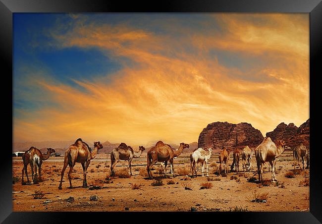 Camels in Wadi Rum Framed Print by Jelena Jovanovic