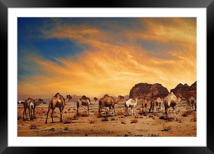 Camels in Wadi Rum Framed Mounted Print by Jelena Jovanovic