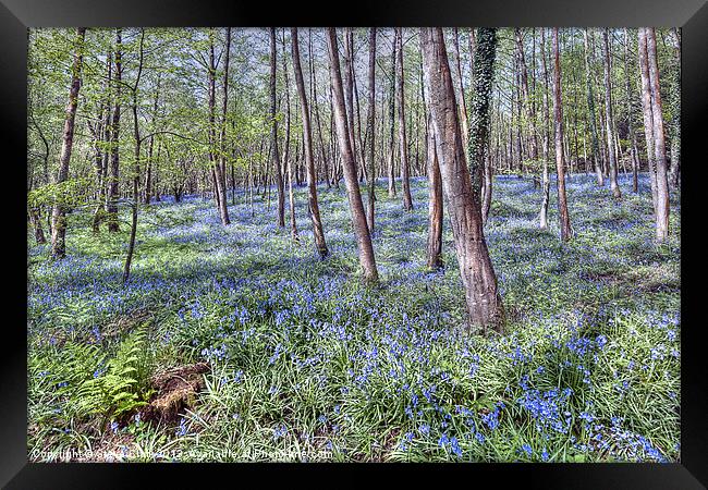 Bluebells Framed Print by Steve H Clark