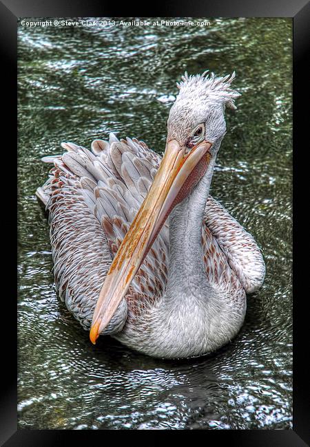 Spot Billed Pelican Framed Print by Steve H Clark