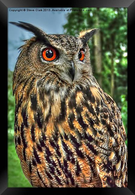 Long Eared Owl Framed Print by Steve H Clark