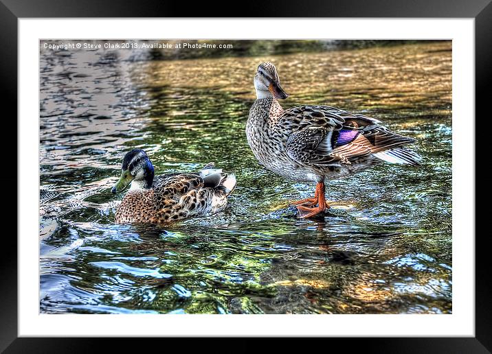 Two Little Ducks Framed Mounted Print by Steve H Clark