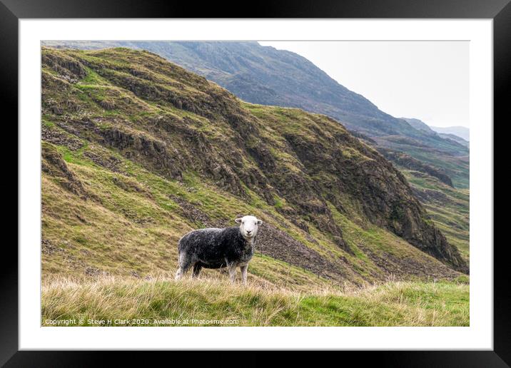 The Herdwick Sheep - Lake District Framed Mounted Print by Steve H Clark