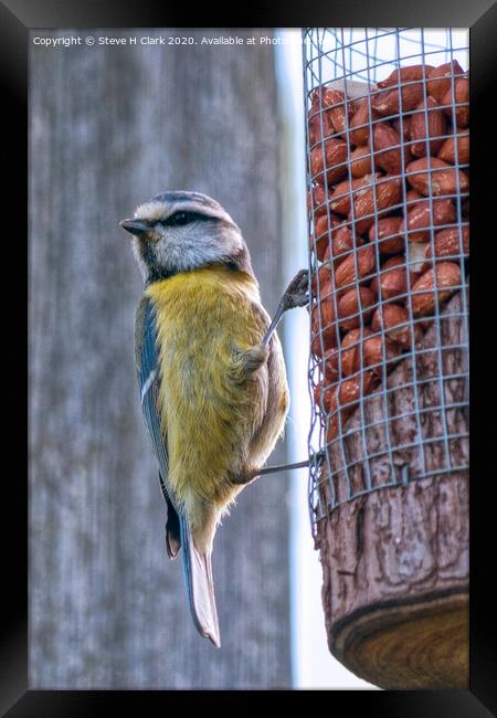 Blue Tit on a Peanut Feeder Framed Print by Steve H Clark