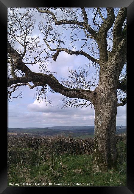 Exmoor tree Framed Print by David Basset