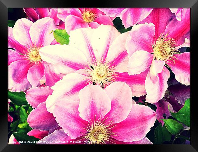 Beautiful pink clematis flowers Framed Print by David Basset