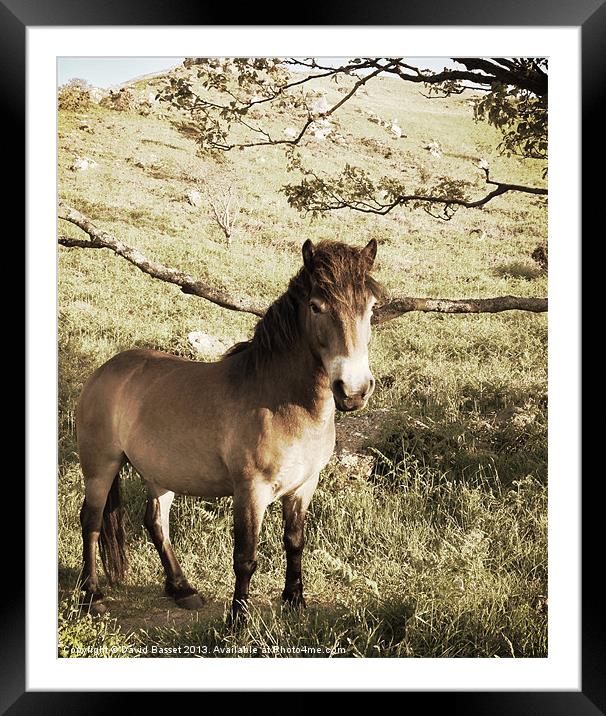 Pony valley of the rocks north devon Framed Mounted Print by David Basset