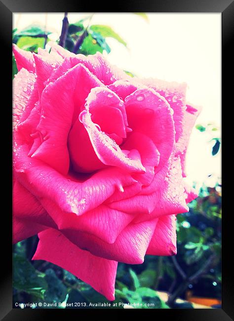 Pink rose Framed Print by David Basset