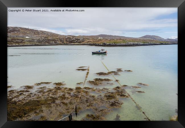 Eriskay is an island in the Outer Hebrides and is located betwee Framed Print by Peter Stuart