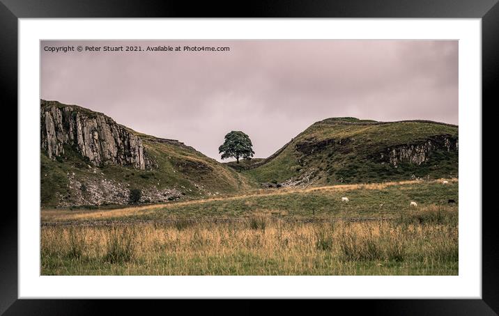 Sycamore tree on Hadrian's Wall Walk Framed Mounted Print by Peter Stuart