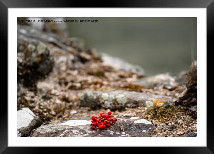 Rowan berries; Red berries of the Rowan tree, or Mountain Ash Framed Mounted Print by Peter Stuart