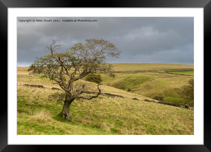 Lone Tree near the New plantation and Langber lane Framed Mounted Print by Peter Stuart