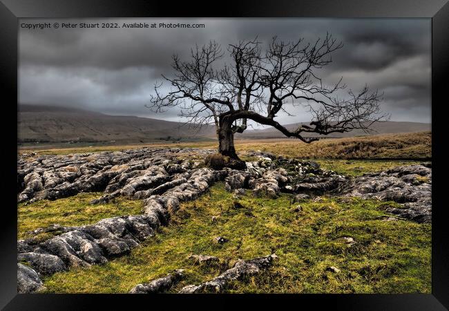 Lone tree above Sleights Pasture near to Ribblehead Viaduct in t Framed Print by Peter Stuart