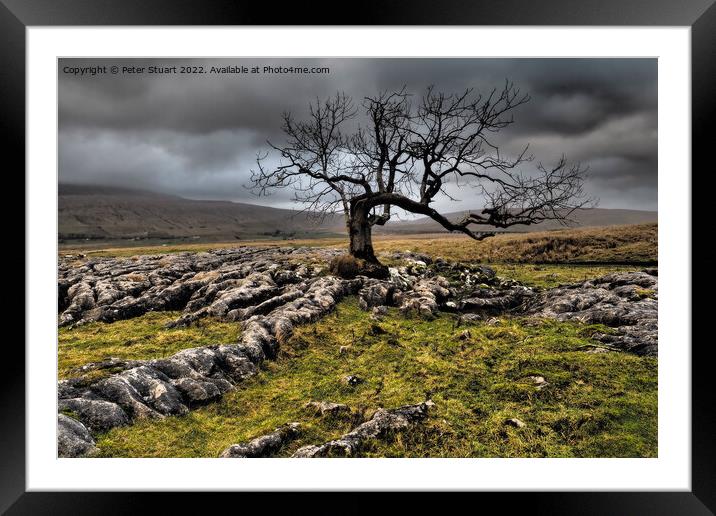 Lone tree above Sleights Pasture near to Ribblehead Viaduct in t Framed Mounted Print by Peter Stuart