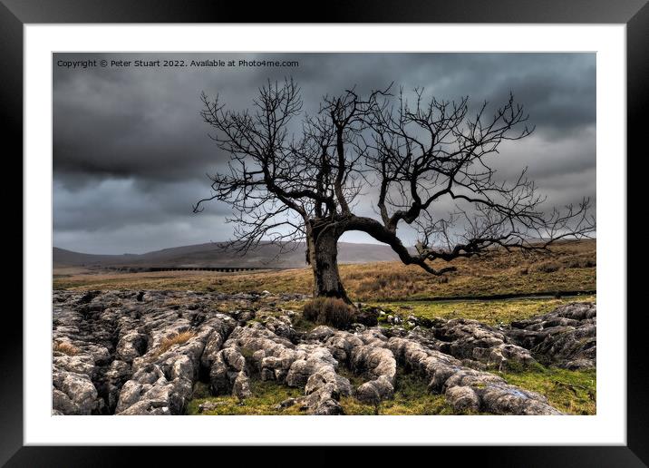 Lone tree above Sleights Pasture near to Ribblehead Viaduct in t Framed Mounted Print by Peter Stuart