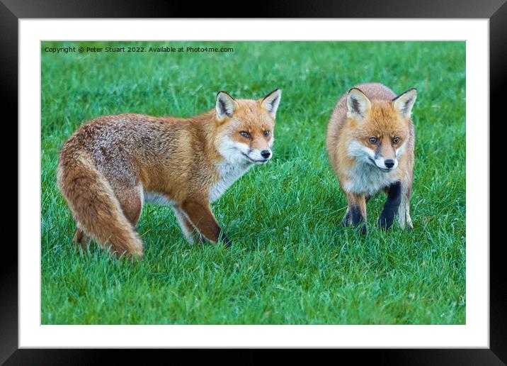 Two foxes standing in the grass looking for food Framed Mounted Print by Peter Stuart