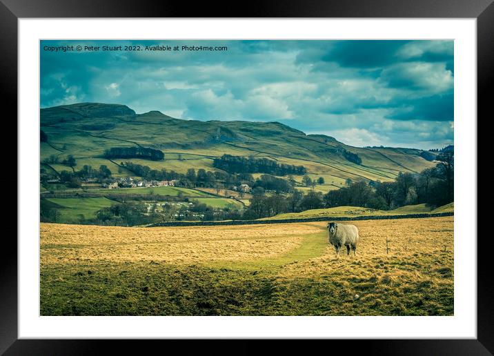 Lone sheep at Stackhouse Framed Mounted Print by Peter Stuart