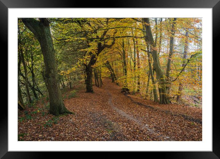 An autumnal walk around Delamere Forrest in Cheshire Framed Mounted Print by Peter Stuart