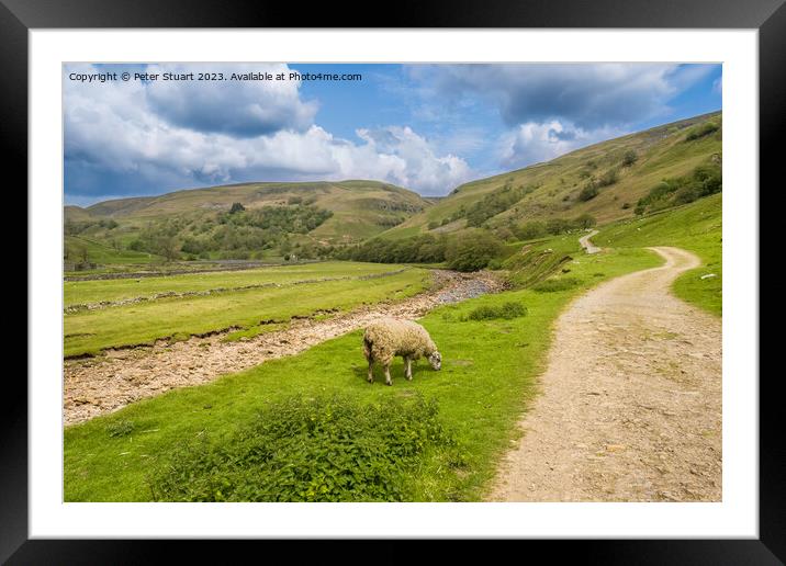 Hiking on the Pennine Journey and Coast to Coast trail near to K Framed Mounted Print by Peter Stuart