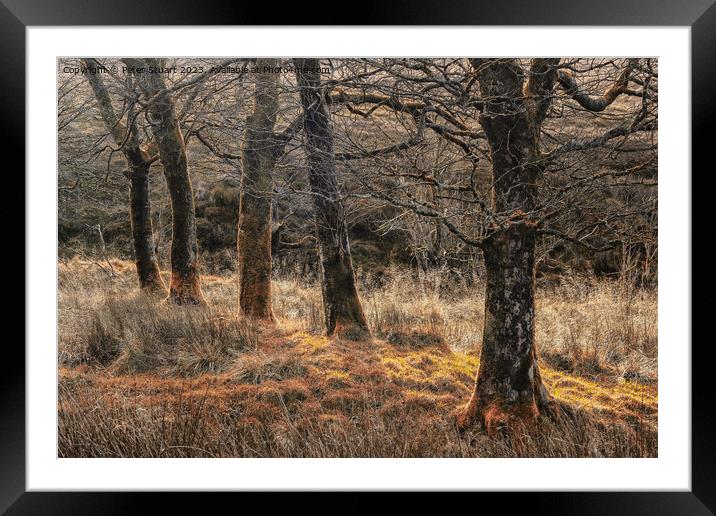 Autumnal woodland at Tockholes Framed Mounted Print by Peter Stuart